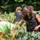 Michelle Obama and school children from around the country harvest the White House Kitchen Garden in June 2016. Image via Andrew Harnik/AP Photo.
